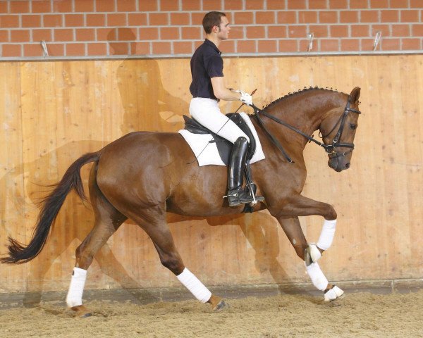 Dressurpferd Biscaya (Hannoveraner, 2007, von Breitling W)
