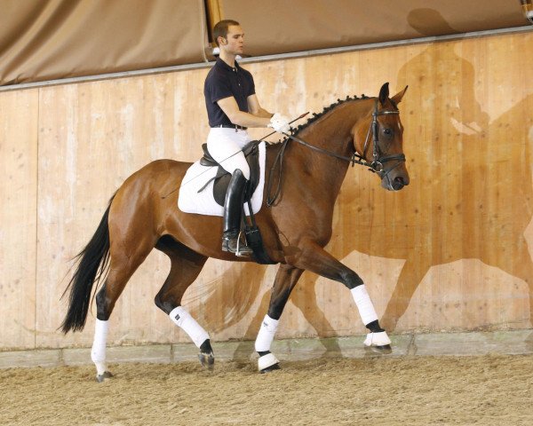 horse Sancerre (Hanoverian, 2008, from St. Moritz)