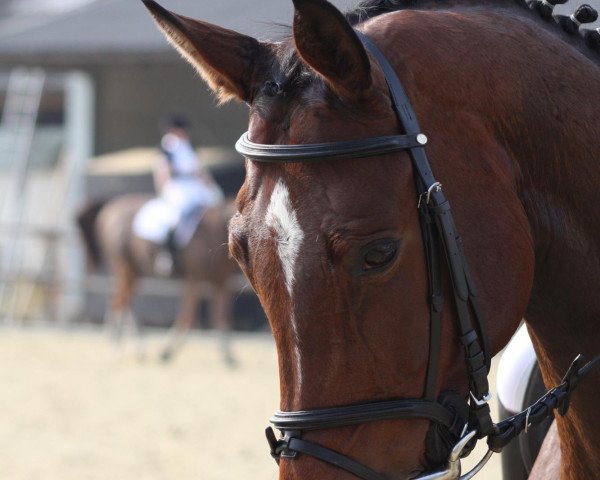 Dressurpferd Arthur M (Trakehner, 2002, von Peron junior)