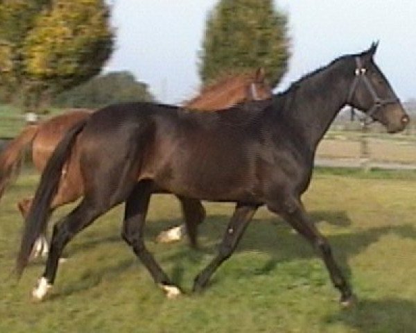 jumper Louis Lennox (Oldenburg, 2005, from Laudabilis)