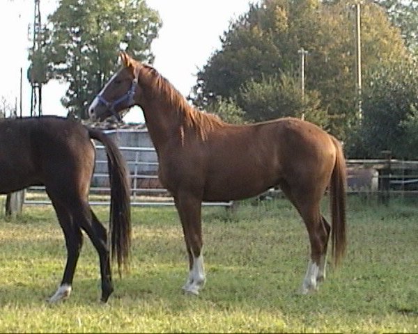 horse Danny California (Oldenburg, 2005, from Don Gregory)