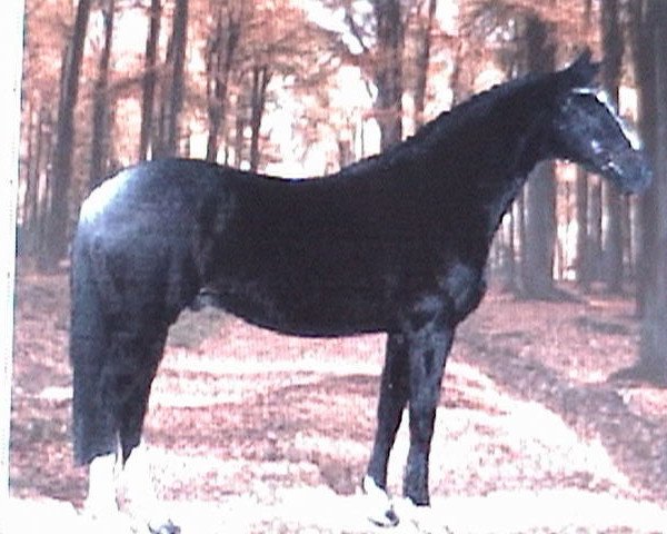 Deckhengst Ocos xx (Englisches Vollblut, 1980, von Frontal xx)