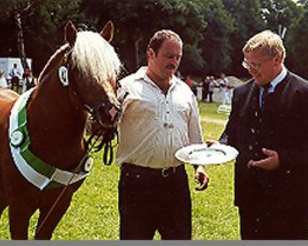 Deckhengst Norlan (7,81% ox) (Edelbluthaflinger, 1992, von Nordano (9,375% ox))