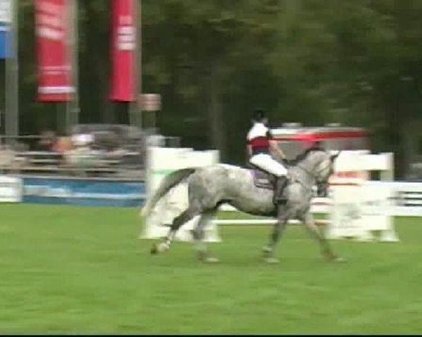 Fattrice Cantara 71 (Holsteiner, 2004, di Calido I)