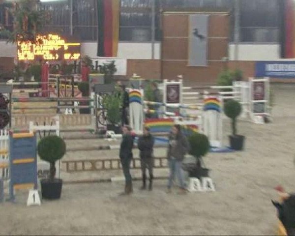 jumper Colandro- S (Holsteiner, 2003, from Contender)