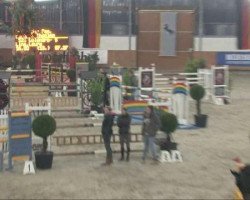 jumper Colandro- S (Holsteiner, 2003, from Contender)