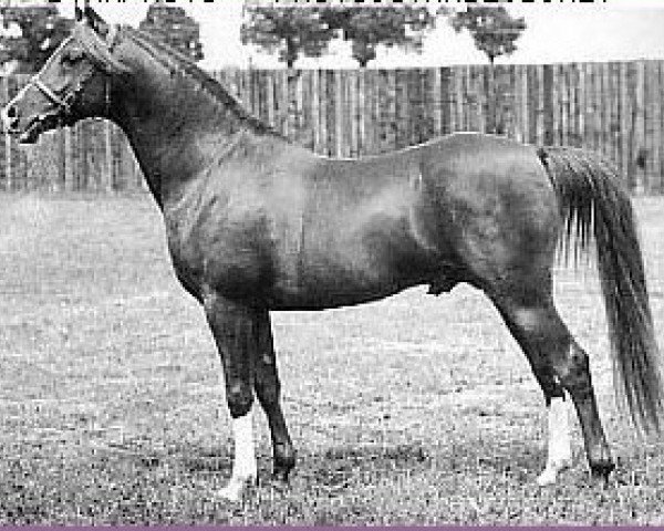 Deckhengst Blue Domino ox (Vollblutaraber, 1947, von Rissalix EAO)