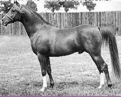stallion Blue Domino ox (Arabian purebred, 1947, from Rissalix EAO)