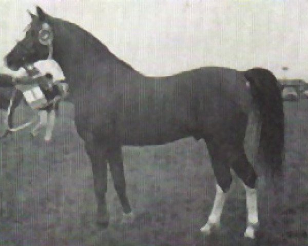 stallion Halma ox (Arabian purebred, 1963, from Ludo ox)