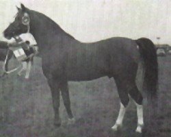 stallion Halma ox (Arabian purebred, 1963, from Ludo ox)