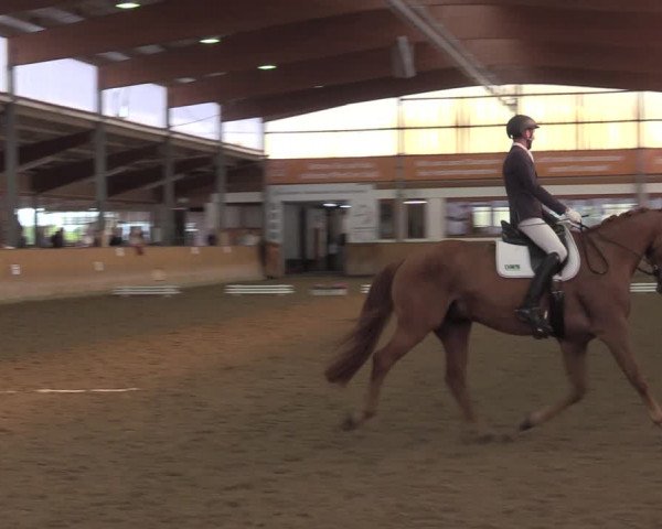 Reitturnier Appelhülsen 2022