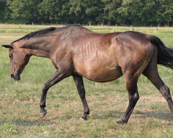 broodmare Mazurka Magica (Trakehner, 1987, from Consul)