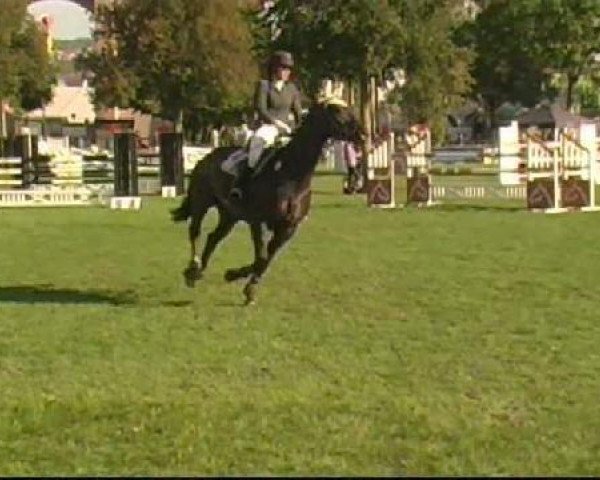 Springpferd Armitage Junior (Oldenburger Springpferd, 2005, von Armitage)