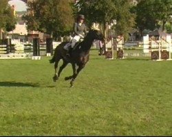 jumper Armitage Junior (Oldenburg show jumper, 2005, from Armitage)