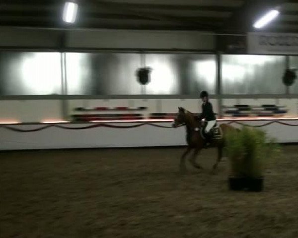 Springpferd Peter 415 (unbekannt,  )