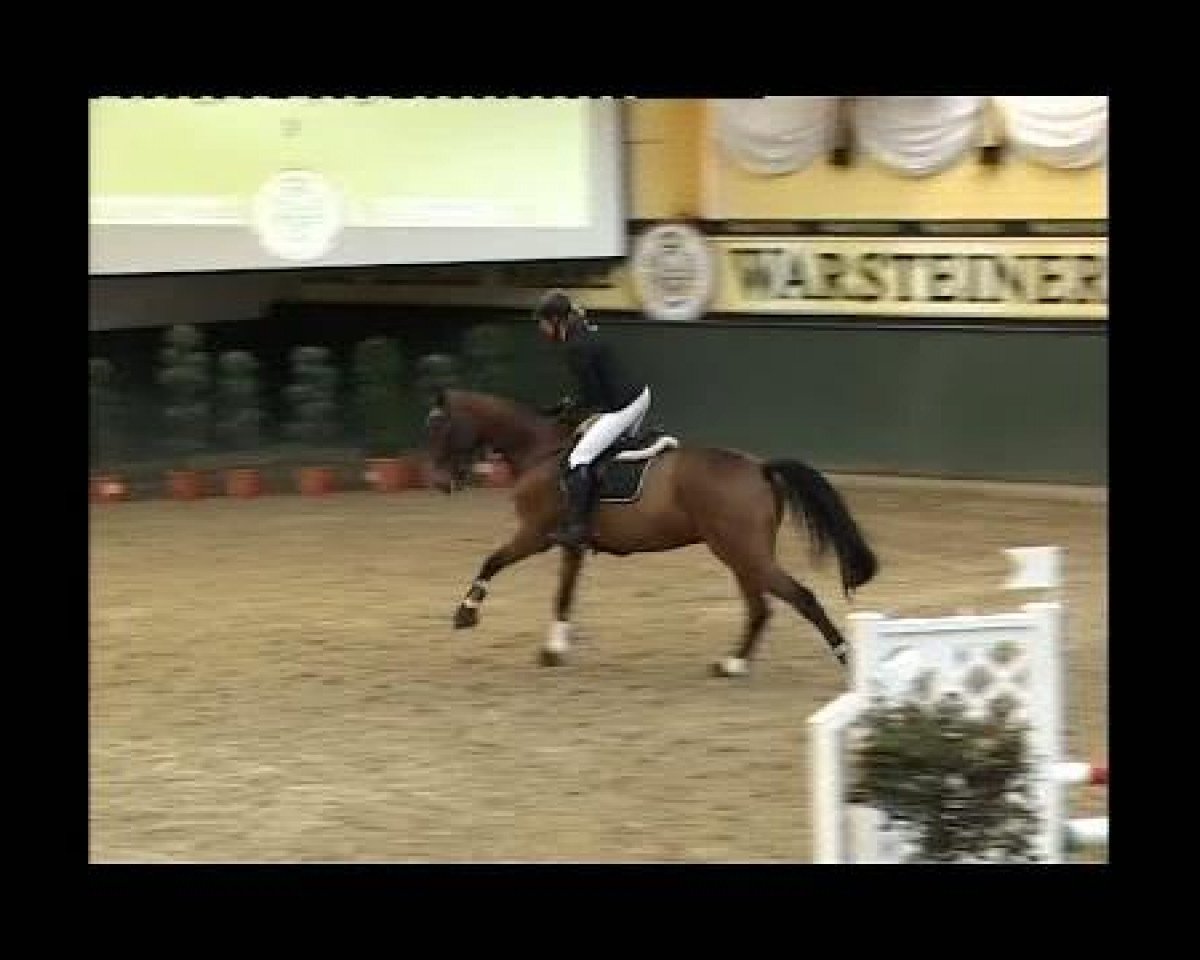 jumper Cupardo (Westphalian, 2006, from C-Trenton Z)