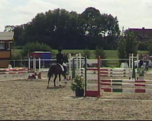 broodmare Velvet (German Riding Pony, 2005, from Vivaldi)