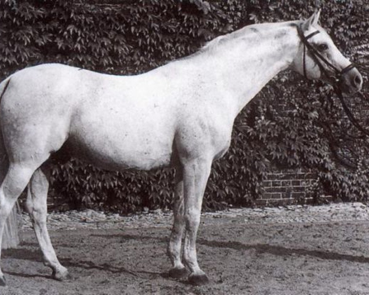 stallion Radetzky (Westphalian, 1951, from Ramzes AA)