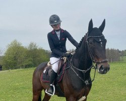 jumper Django Uk (Westphalian, 2017, from Dacantos)
