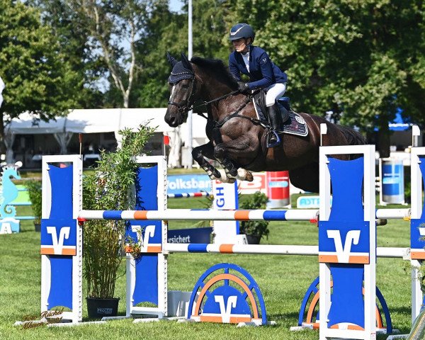 jumper Care for Life (Holsteiner, 2013, from Centurion)
