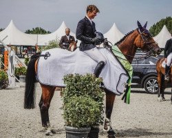 jumper Desiree Dr Z (Belgian Warmblood, 2014, from Don't Touch Tiji Hero)