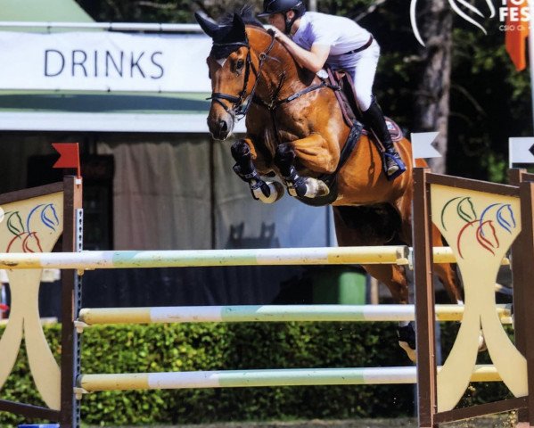 jumper Jitsu vd Middelstede (Belgian Warmblood, 2009, from Diktator van de Boslandhoeve)