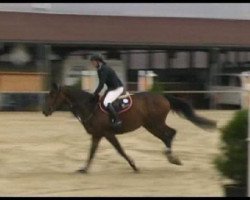 Cavallo da salto Claus (Oldenburger, 2007, di Chacco-Blue)