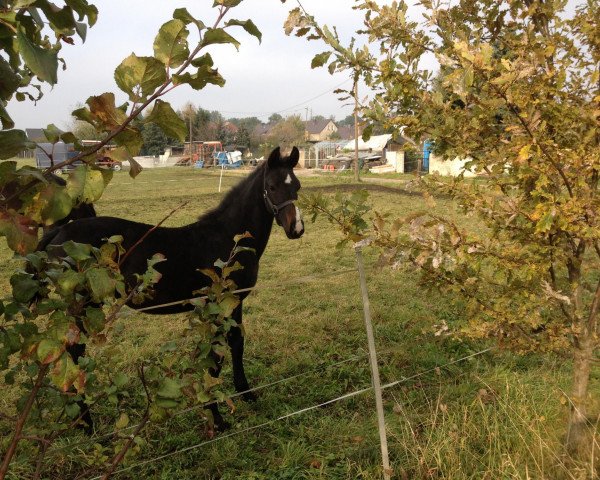 horse Wild Candy J (German Sport Horse, 2011, from De Janeiro)