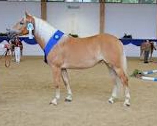 Deckhengst Andiamo (Haflinger, 1997, von liz. 101/T Amadeus)