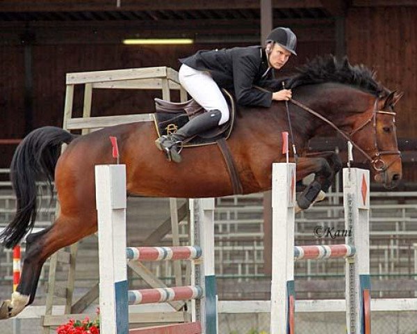 jumper Cheng Long (Holsteiner, 2004, from Contender)