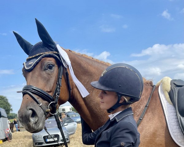 horse Silver 365 (Hanoverian, 2018, from Sarotti Mocca-Sahne)