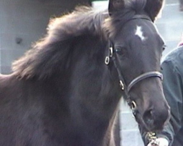 horse Seekayclaire xx (Thoroughbred, 2007, from Westerner xx)