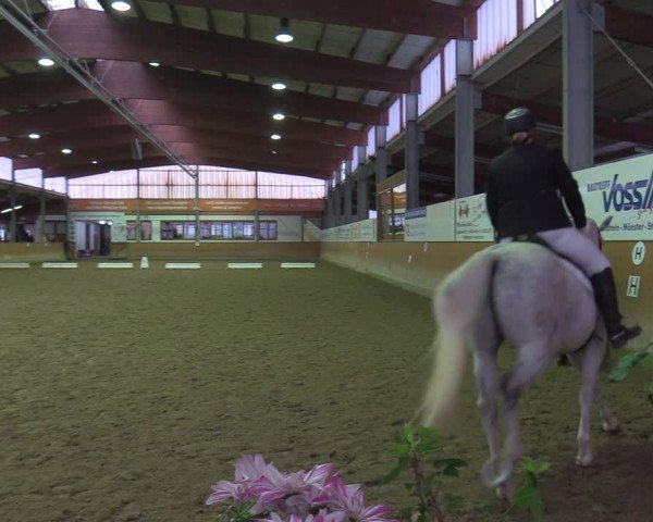 Reitturnier Appelhülsen 2022