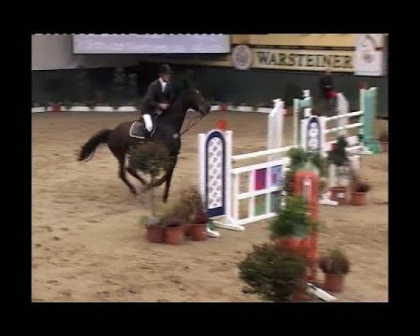 Springpferd Laetizia 10 (Westfale, 2003, von Lancer III)