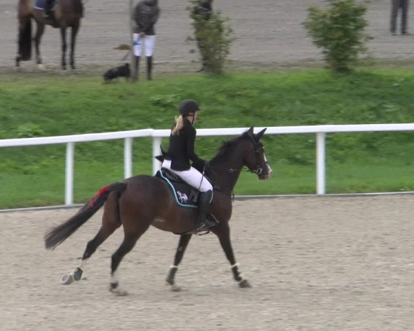 Reitturnier Bülach 2022