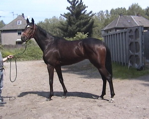 broodmare Whoopie xx (Thoroughbred, 1996, from Neshad xx)