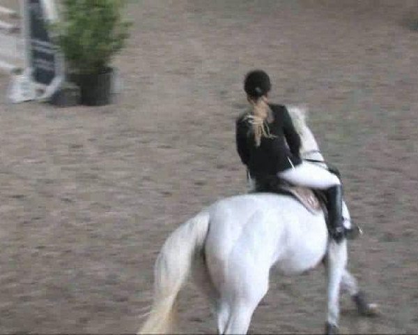 horse Anatom 3 (Oldenburg, 1997, from Adlikon)
