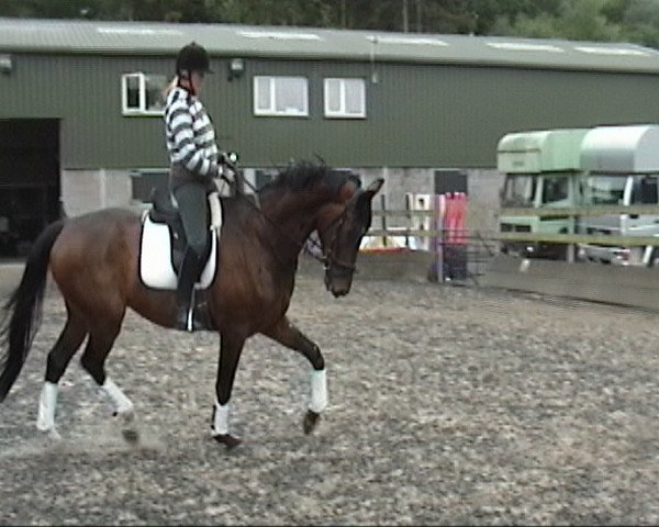 horse Rasharkin (Oldenburg, 2007, from Riverside)