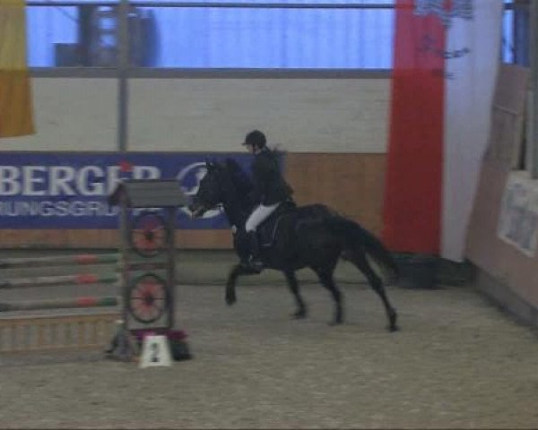 broodmare Rayla 4 (Holsteiner, 2001, from Castellini)