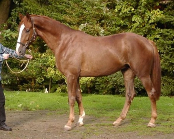 Dressurpferd Don Levi 2 (Oldenburger, 2006, von Don Gregory)