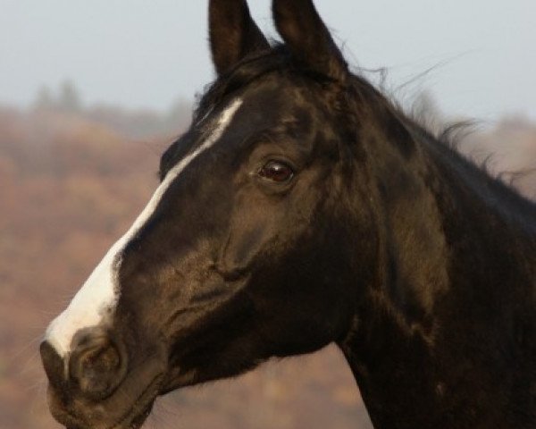 broodmare Martinique VI (Trakehner, 1998, from Saint Cloud)