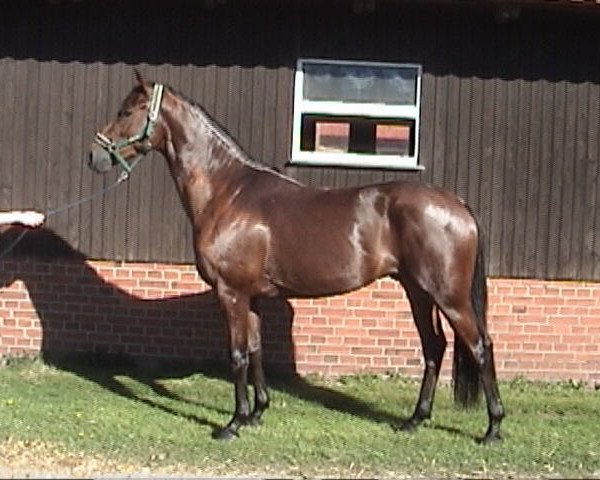 Cavallo Drifted (Oldenburger, 2001, di Dormello)
