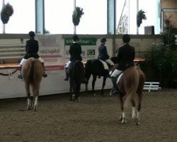 jumper Mon amie Mira (German Riding Pony, 2003, from Top Pepino)