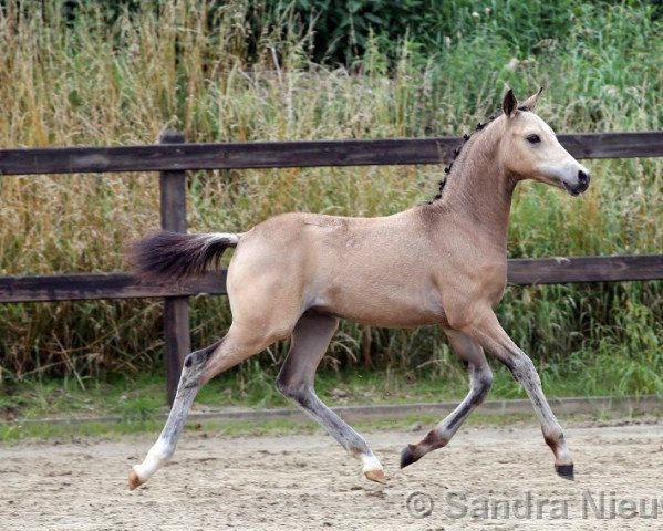 horse Mc Flurry (Nederlands Rijpaarden en Pony, 2020, from FS Mr. Right)