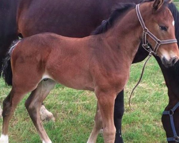horse S.I.E.C. Paganini (Sella Italiano, 2015, from Nabab de Rêve)