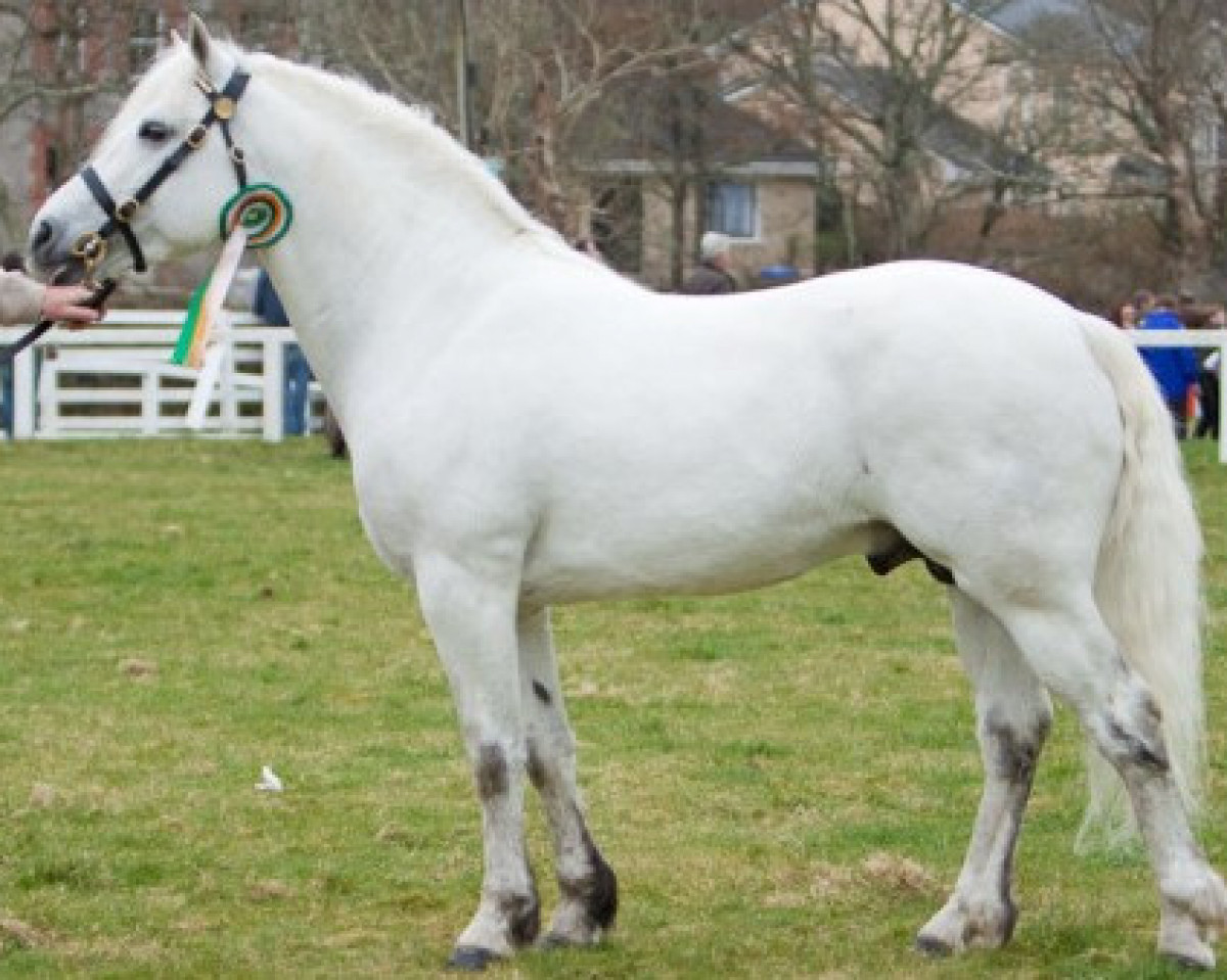 stallion Dunally Lad (Connemara Pony, 2004, from Linsfort Barney 35 IC)