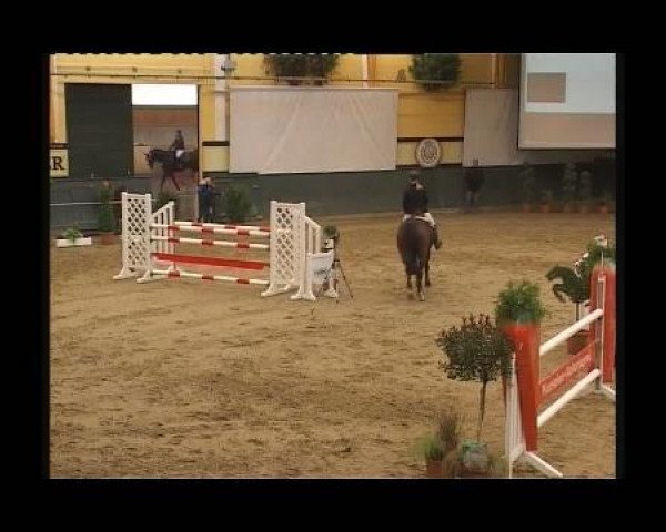 Springpferd Amica 124 (Westfale, 2005, von Amantus)