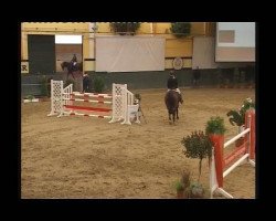 Springpferd Amica 124 (Westfale, 2005, von Amantus)