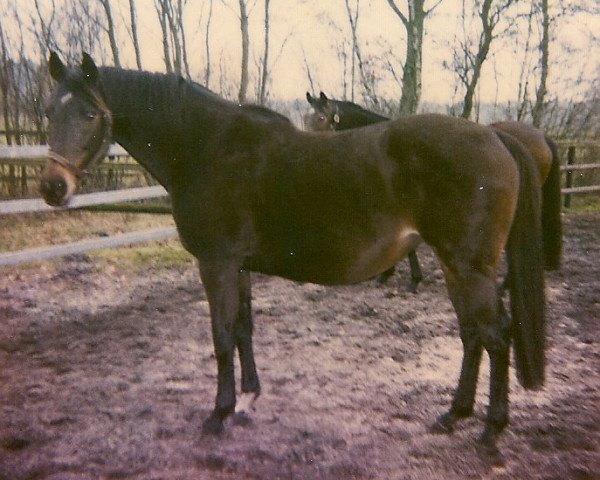 broodmare Ocotal xx (Thoroughbred, 1983, from Vitiges xx)