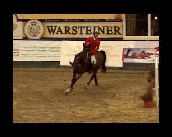 Springpferd Triomf 2 (KWPN (Niederländisches Warmblut), 2000, von Armstrong) Springpferd Triomf 2 (KWPN (Niederländisches Warmblut), 2000, von Armstrong)